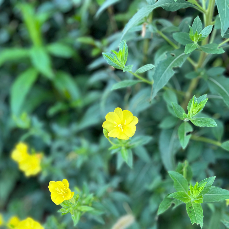 朝の散歩中に撮った、雑草（黄色い花）の写真